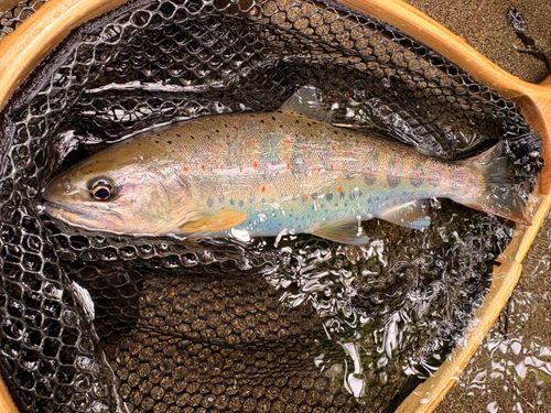アマゴの釣果