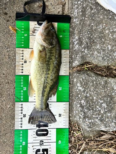 ラージマウスバスの釣果