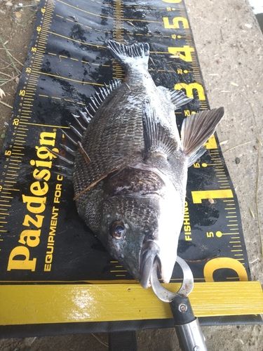 クロダイの釣果