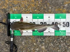 アメリカナマズの釣果