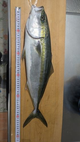 ハマチの釣果