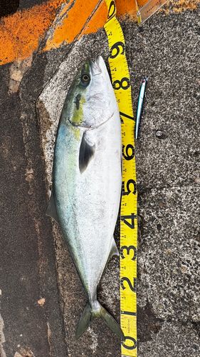 ブリの釣果