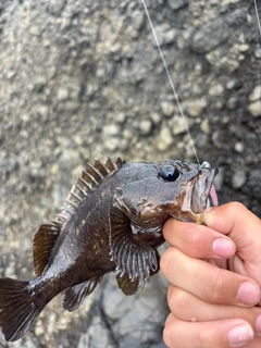 ムラソイの釣果