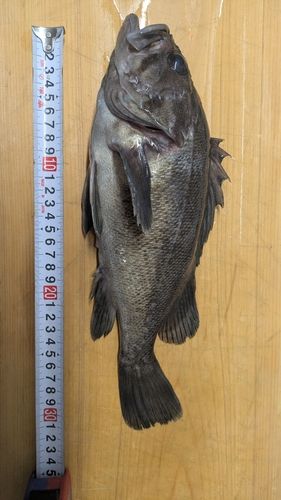 クロソイの釣果