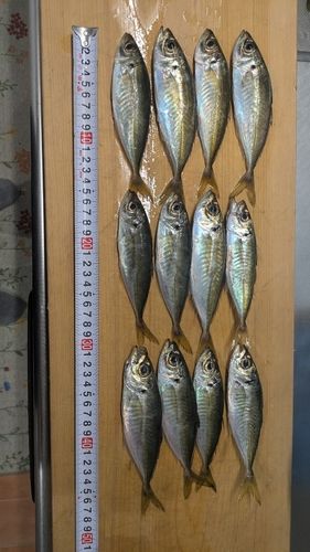 アジの釣果
