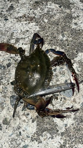 ワタリガニの釣果