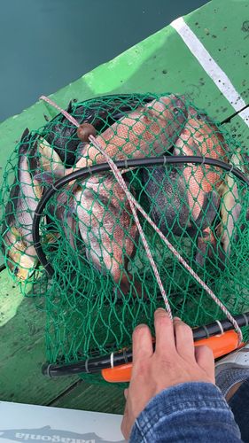 マダイの釣果