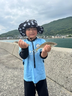 シロギスの釣果