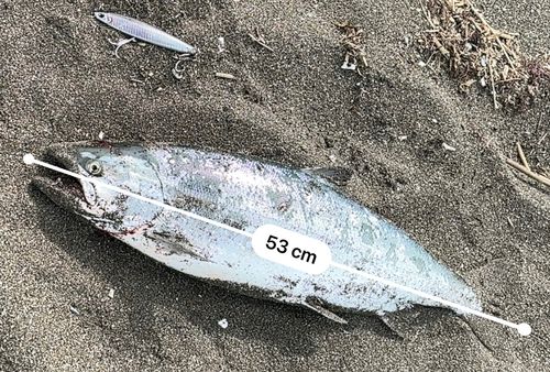 サクラマスの釣果