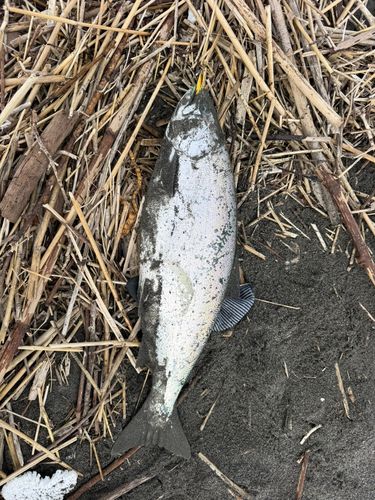 ウミサクラの釣果
