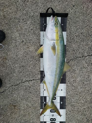 ワラサの釣果