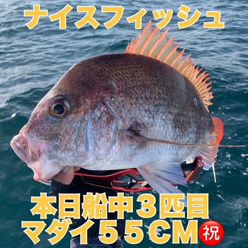 マダイの釣果
