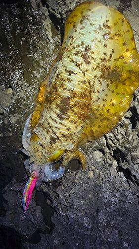アオリイカの釣果