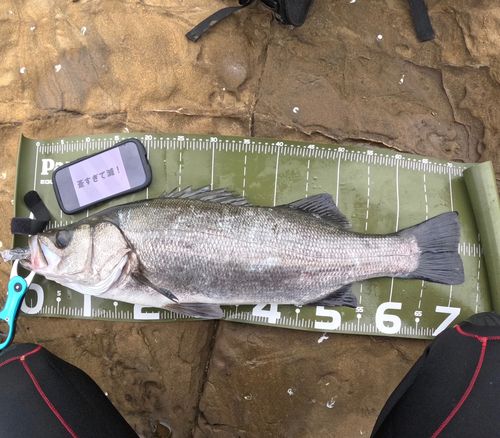 ヒラスズキの釣果