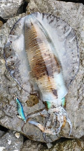 アオリイカの釣果