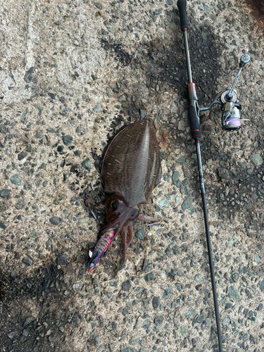 モンゴウイカの釣果