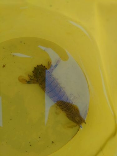 シャコエビの釣果
