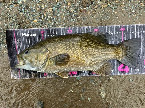 スモールマウスバスの釣果