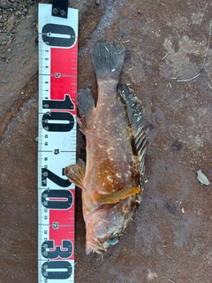 アコウの釣果