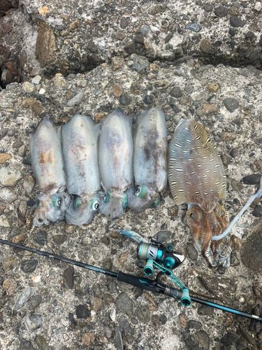 アオリイカの釣果