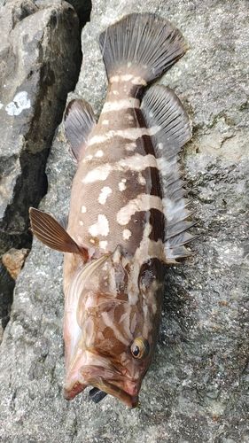 クエの釣果