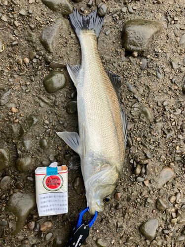 セイゴ（マルスズキ）の釣果