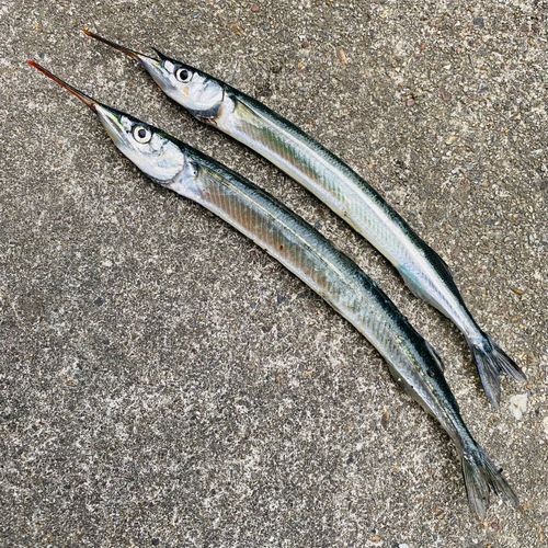 サヨリの釣果