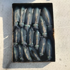 モイカの釣果