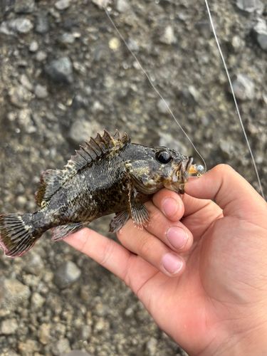 ムラソイの釣果