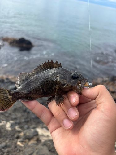 ムラソイの釣果