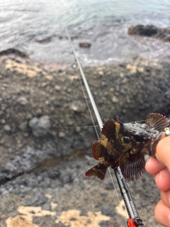 ムラソイの釣果