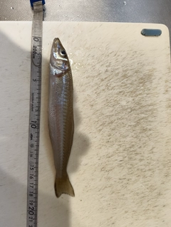 キスの釣果