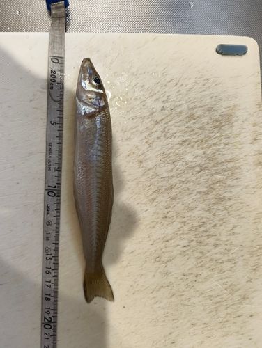 キスの釣果