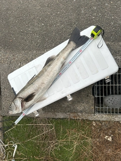 スズキの釣果