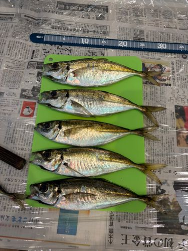 アジの釣果