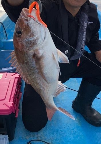 マダイの釣果