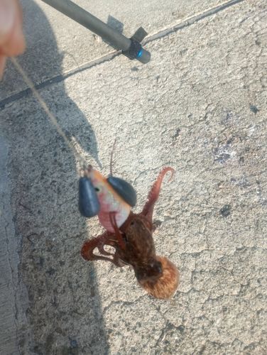 タコの釣果