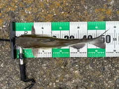 アメリカナマズの釣果