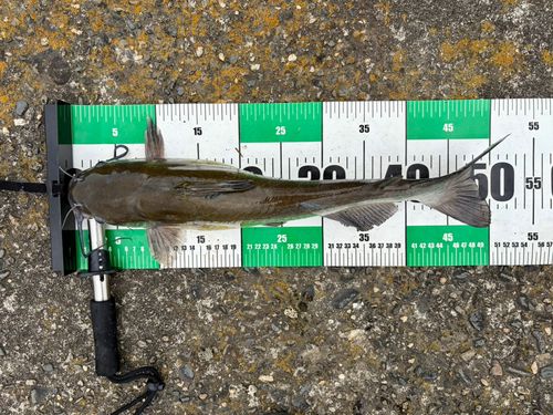 アメリカナマズの釣果