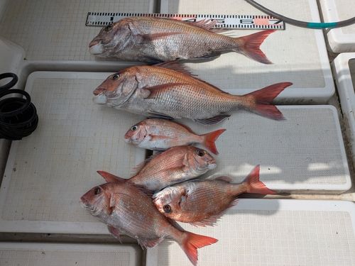 タイの釣果