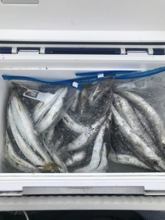 カマスの釣果