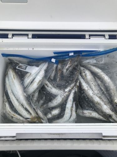 カマスの釣果