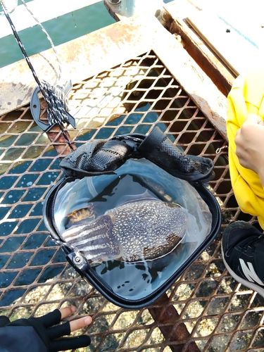 シリヤケイカの釣果