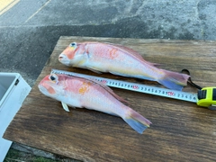 アカアマダイの釣果
