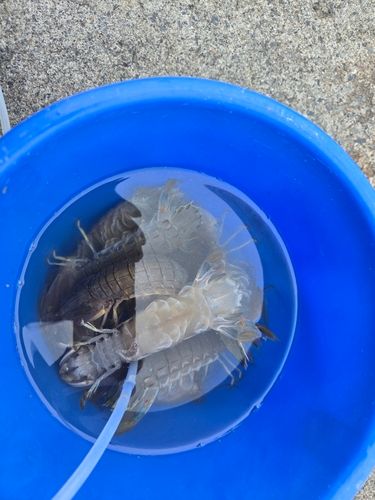シャコエビの釣果