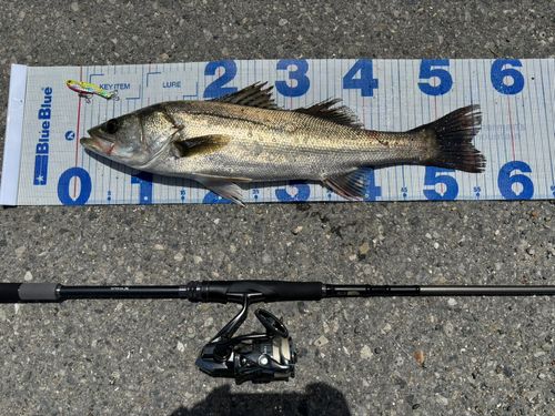 シーバスの釣果