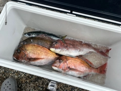 マダイの釣果
