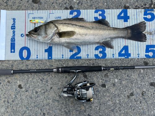 シーバスの釣果