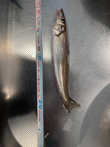 キスの釣果