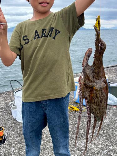 タコの釣果